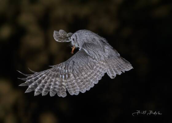 Owl and Bug Owl returning to its nest carrying a bug , seen at Elephant Head, Arizona.