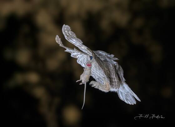 Owl and Mouse Owl returning to its nest carrying a dead mouse, seen at Elephant Head, Arizona.