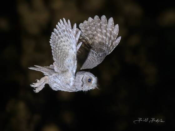 Owl in-flight Owl in-flight, seen at Elephant Head, Arizona.