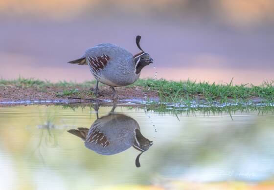 Gambel Quail Reflected Gambel Quail reflected in a pond at Elephant Head, Arizona.