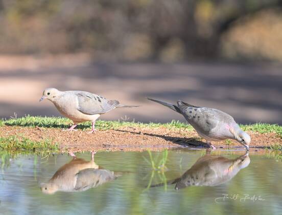 Mourning Dove Drinking Mourning Doves reflected in a pond, seen at Elephant's Head, Arizona.