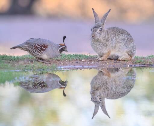 Rabbit and Gambel Quail Rabbit and Gambel's Quail reflected in a pond at Elephant Head, Arizona.