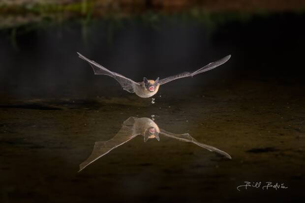Bats