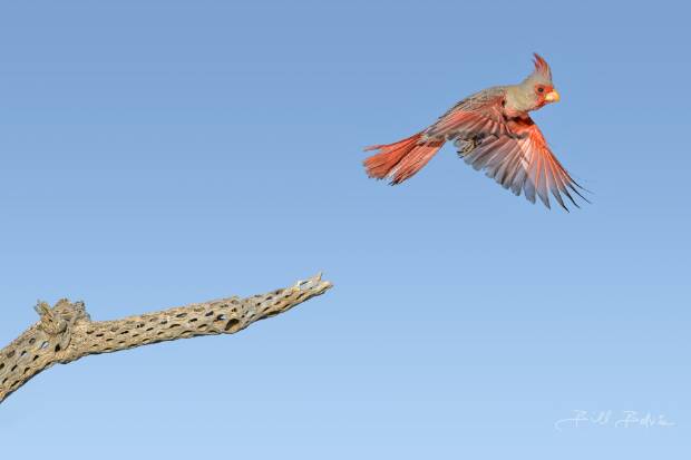 Cardinals