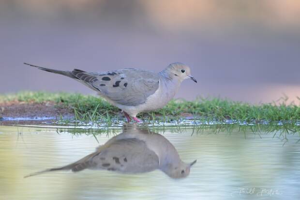 Doves