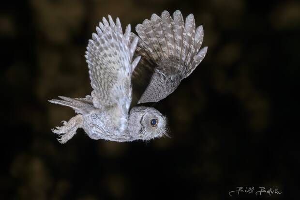 Owls