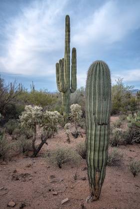 Cactus Garden 1 Cactus Garden on the Desert Discovery Nature Trail in the Tucson Mountain District of Saguaro National Park