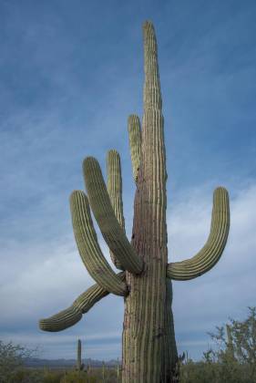 Tall Saguaro Cactus Garden on the Desert Discovery Nature Trail in the Tucson Mountain District of Saguaro National Park