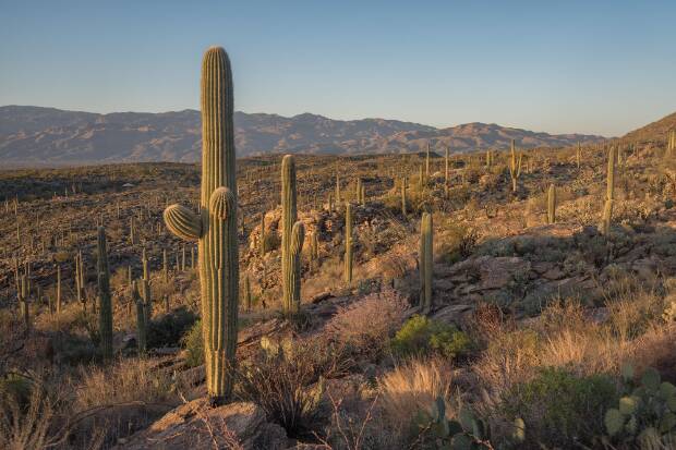 Saguaro National Park East