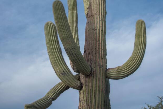 Saguaro National Park West