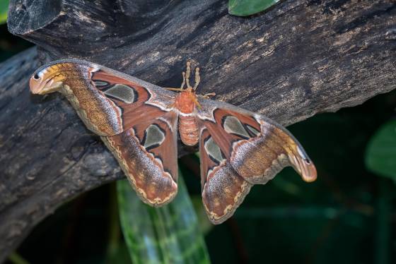 Atlas Moth Atlas Moth at the Tucson Botanical Garden