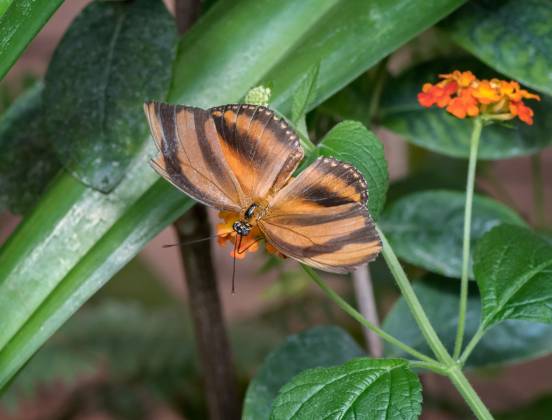 Butterfly 13 Butterfly at the Tucson Botanical Garden
