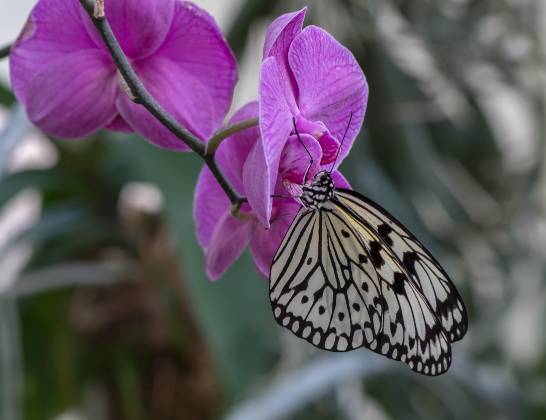 Butterfly 4 Butterfly at the Tucson Botanical Garden