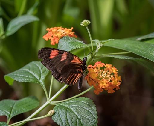 Butterfly 5 Butterfly at the Tucson Botanical Garden