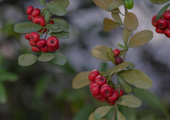 Berry 1 Berries in the Tucson Botanical Garden
