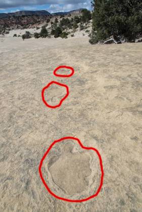 Trackway Theropod Biped tracks at Twenty Mile Dinosaur Trackway in the Grand Staircase Escalante National Monument.