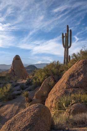Granitic rocks and Saguaro Cactus Granitic rocks and Saguaro Cactus in Western Arizona