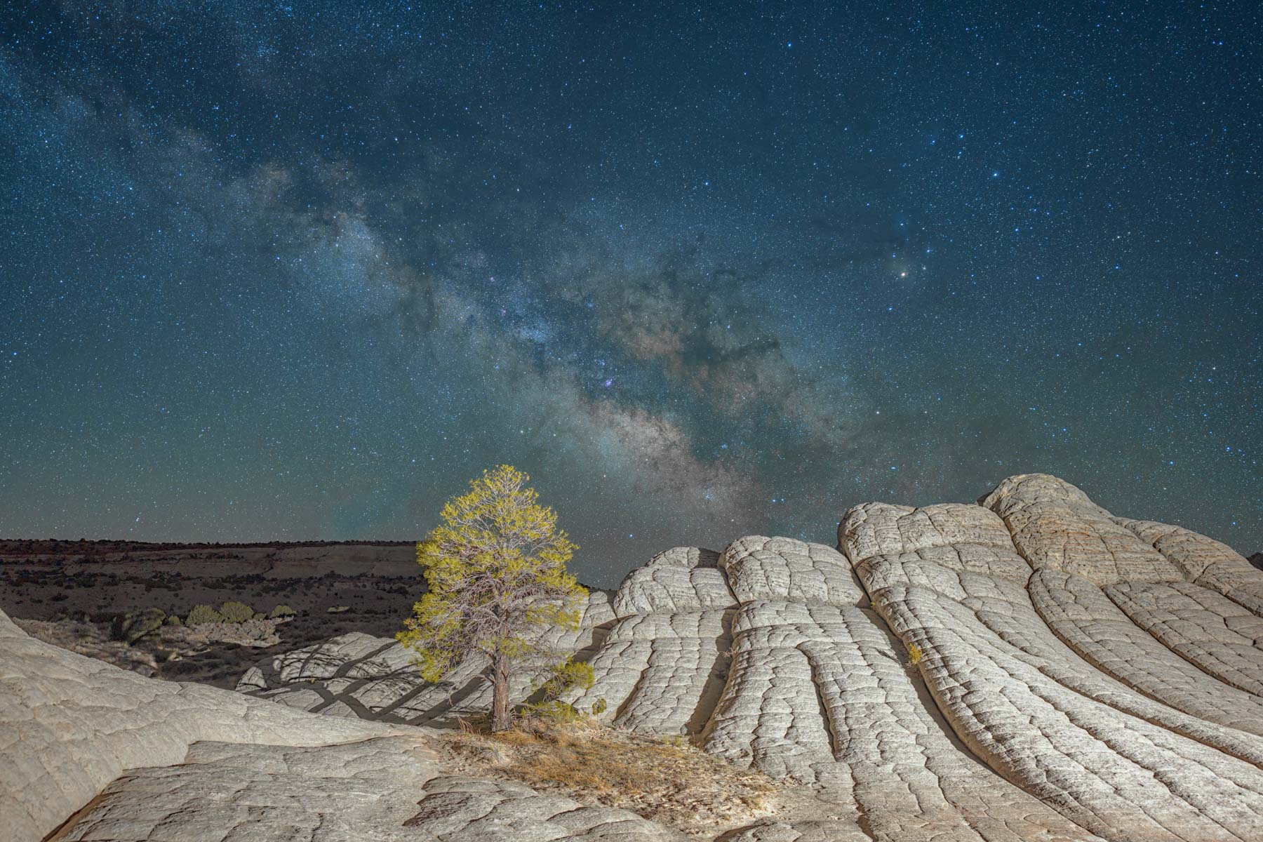 The Milky Way over a Ponderosa Pine  at The White Pocket in Vermilion Cliffs National Monument