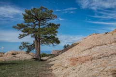 Ponderosa Pine in Soap Creek Tank in Vermilion Cliffs National Monument