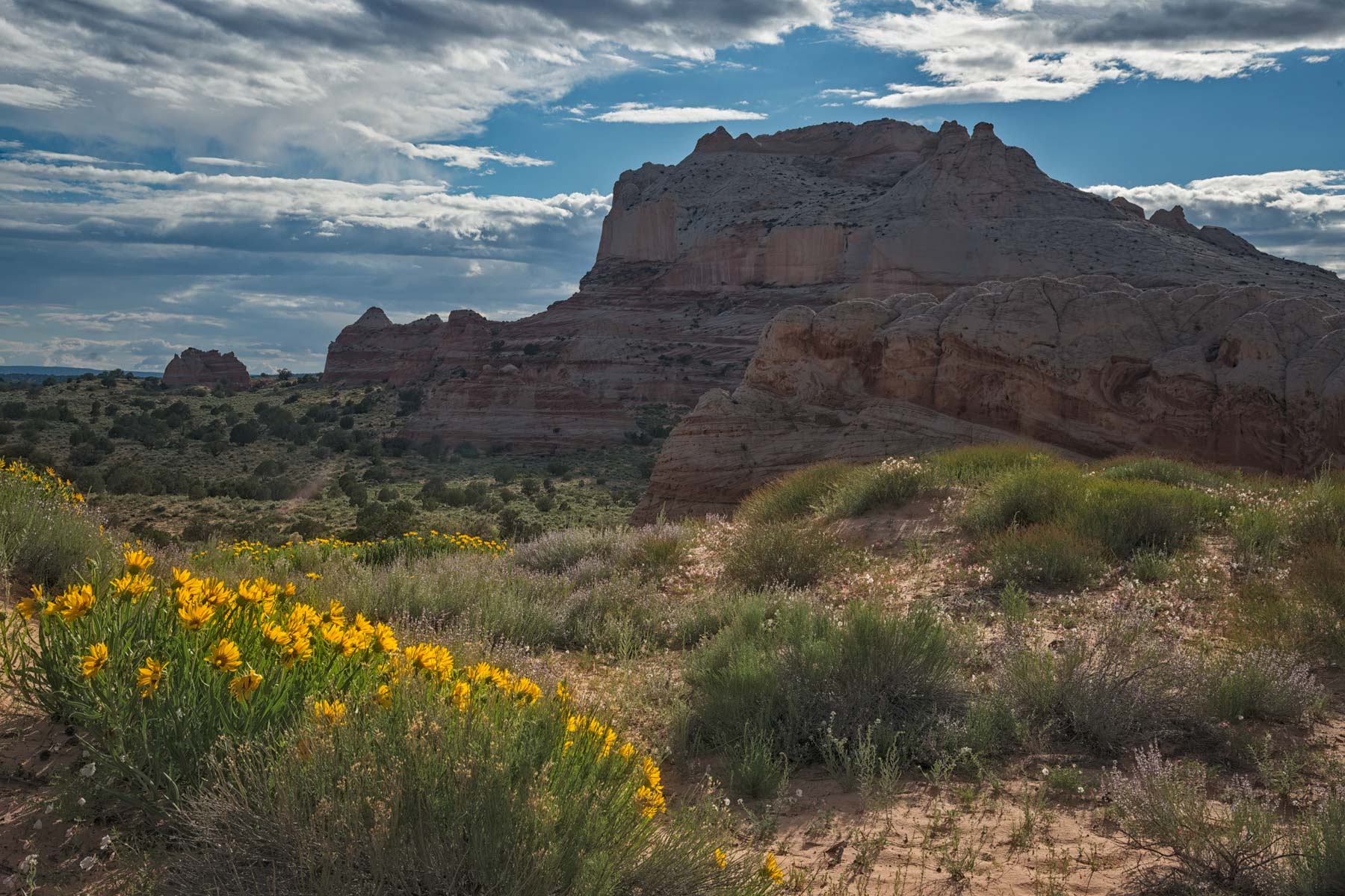 June Wildflowers and The Monolith at The White Pocket in Vermilion Cliffs National Monument