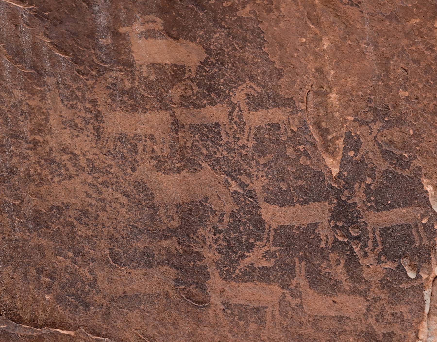 Petroglyphs at The White Pocket in Vermilion Cliffs National Monument