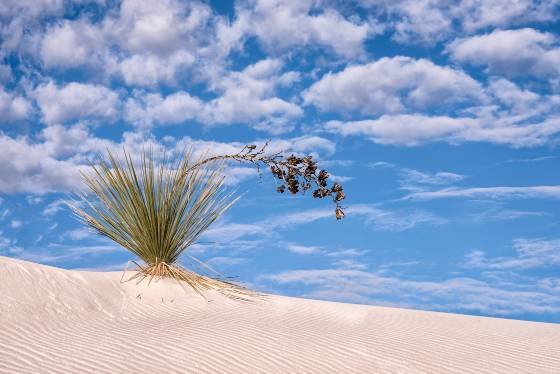 Curved Yucca at White Sands Yucca on Dune at White Sands National Park