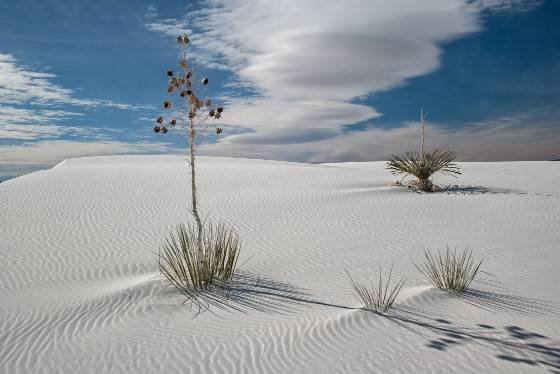 Yuccas at White Sands National Park Yuccas on Dune at White Sands National Park