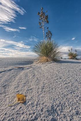 Cottonwood Leaf Cottonwood Tress at White Sands National Park