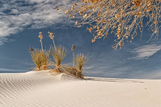 Cottonwood framing Yucca at White Sands Cottonwood Tress framiong a yucca at White Sands National Park
