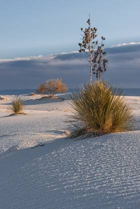 White Sands Cottonwood seen early November No 2 Cottonwood Tress at White Sands National Park