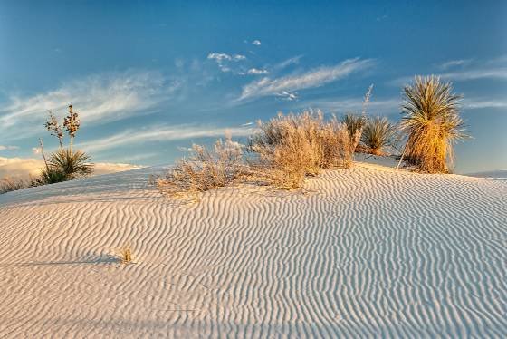 Yucca 1 Yucca on Dune at White Sands National Park
