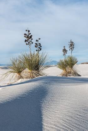 Yucca 5 Yucca on Dune at White Sands National Park