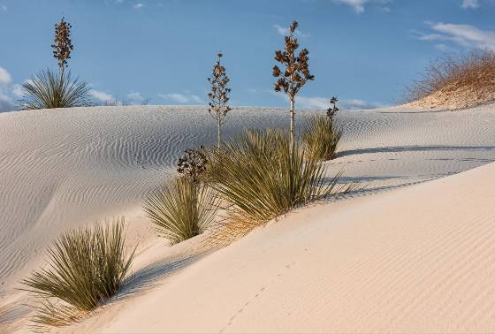 Yucca 8 Yucca on Dune at White Sands National Park