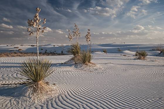 Yuccas in White Sands National Park No 4 Yucca on Dune at White Sands National Park