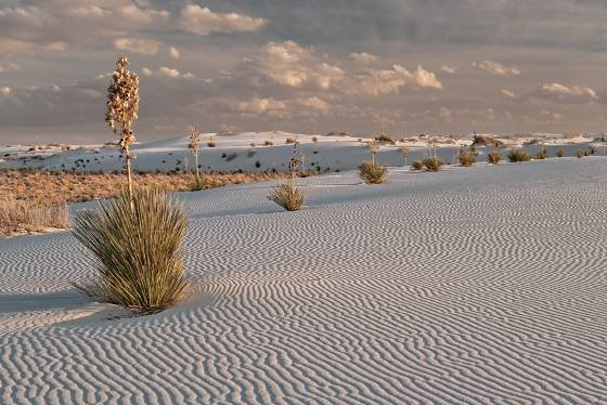 Yuccas in a line at White Sands A line of yuccas at White Sands National Park
