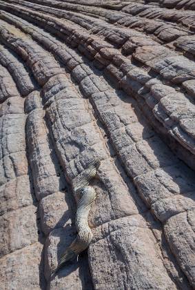 Yellow Rock Steps Sandstone pattern at Yellow Rock in Grand Staircase Escalante National Monument, Utah