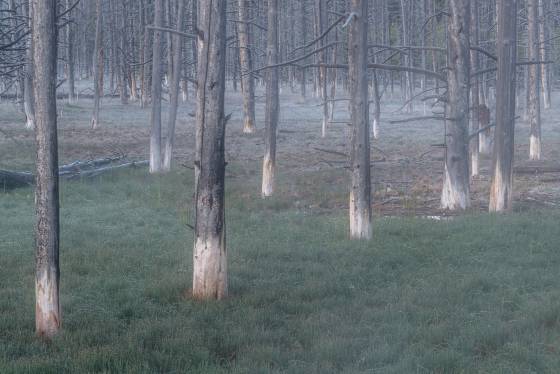 Morning Mist near Tangled Creek Bobby Socks trees at Tangles Creek in Yellowstone National Park
