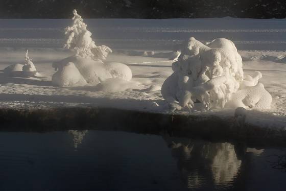 Gnomes Rime on tree in Yellowstone National Park.