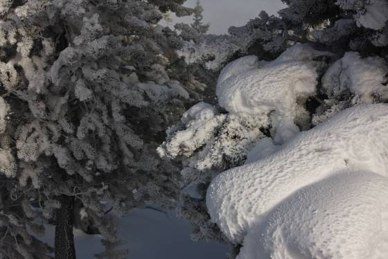 Rime 2 Rime on tree in Yellowstone National Park.