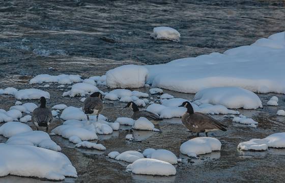 Canadian Geese Canadian Geesein Yellowstone National Park