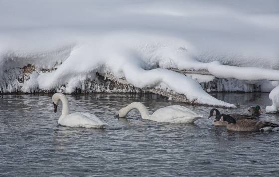 Trumpeter Swans Trumpeter Swans in Yellowstone National Park