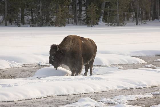 Bison 1 Lone Bison in Yellowstone National Park