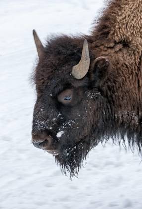 Bison Headshot Bison head-shot in Yellowstone National Park