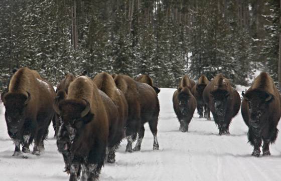 Bison Parade Bison Parade in Yellowstone National Park