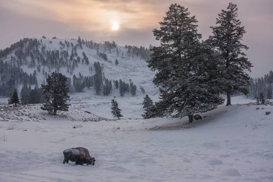 Bison Sunset Lone Bison in Yellowstone National Park