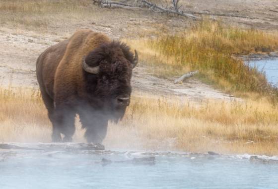 Bison enjoying a Hot Spring Bison enjoying a Hot Spring in Yellowstone National Park
