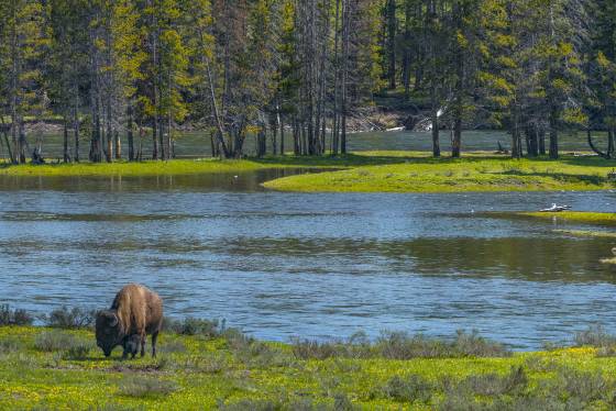 Bison on Yellowstone River 2 Bison on the Yellowstone River in Yellowstone National Park