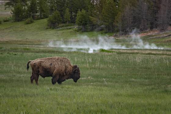 Lone Buffalo Lone Bison in Yellowstone National Park
