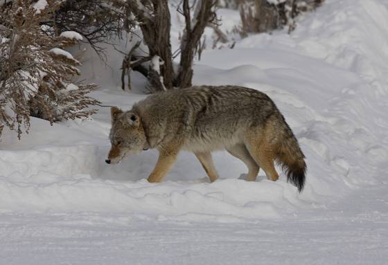 Coyote 2 Coyote in Yellowstone National Park