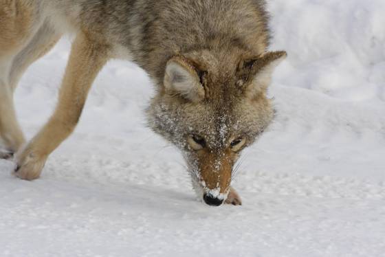 Coyote 3 Coyote in Yellowstone National Park